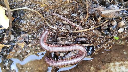 Odontostreptus maroccanus