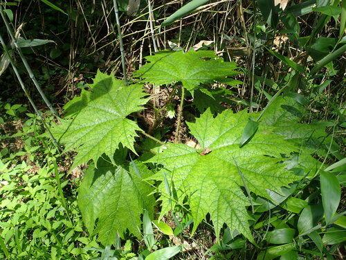 Oplopanax japonicus iNat (3)