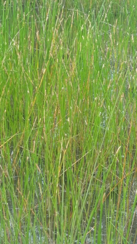 Image of Eleocharis cellulosa by (c) Jay Horn, some rights reserved (CC BY)