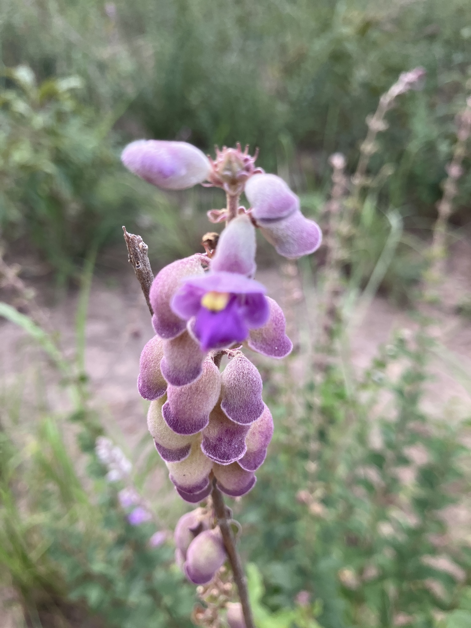 Guinean Sunbell (Tinnea barteri)