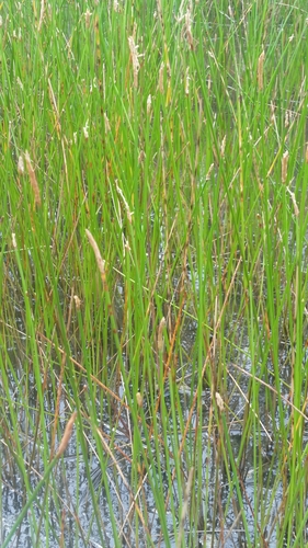 Image of Eleocharis cellulosa by (c) Jay Horn, some rights reserved (CC BY)