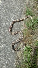 Pituophis melanoleucus mugitus