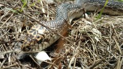 Pituophis melanoleucus mugitus