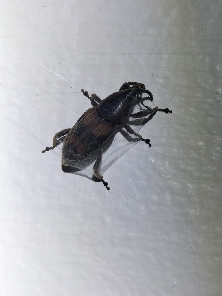 Cane weevil borer