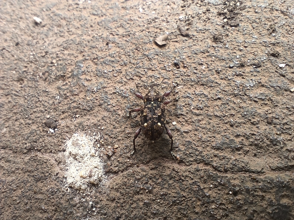 Marshallius picturatus