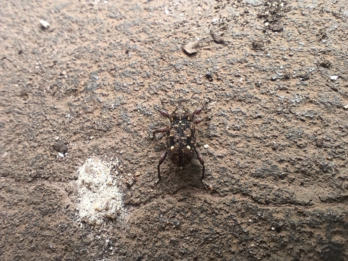 Marshallius picturatus