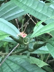 Miconia bullifera