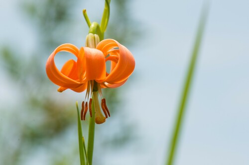 Lilium callosum iNat (3)