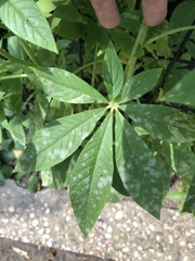 Erysiphe cruciferarum