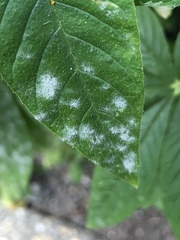 Erysiphe cruciferarum