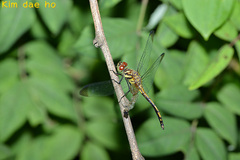Sympetrum infuscatum