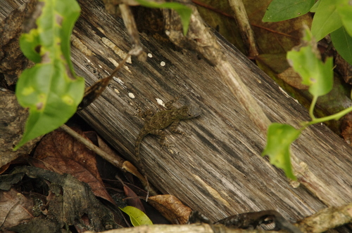 Anolis properus