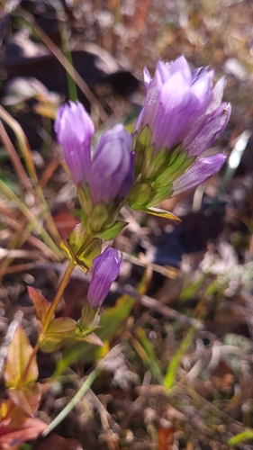 Image of Gentianella quinquefolia by no rights reserved