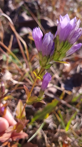 Image of Gentianella quinquefolia by no rights reserved