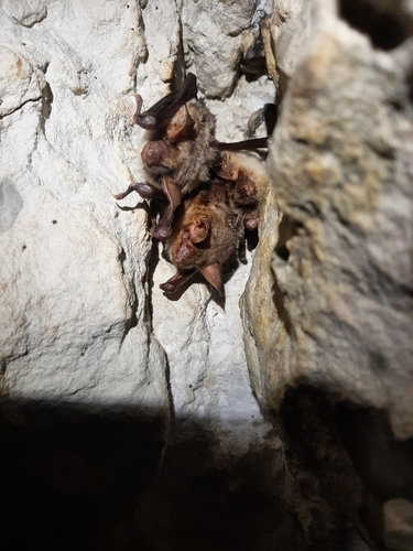 Mouse-eared Bat, Maine-et-Loire, Pays de la Loire, FR, photo 10 of 10