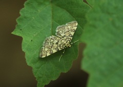 Apogeshna stenialis