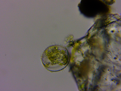 Coscinodiscophycidae