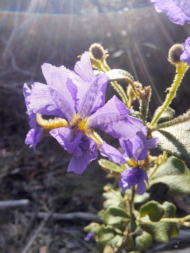 Image of Dampiera purpurea by (c) Corey O'Brien, some rights reserved (CC BY)