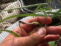 Aristolochia erecta