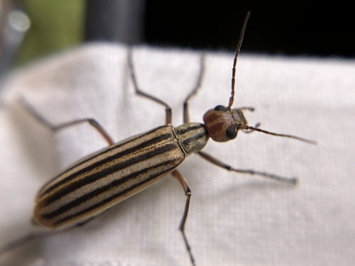 Old-fashioned potato beetle photo 6