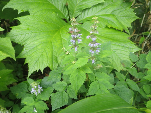Salvia lutescens iNat (2)