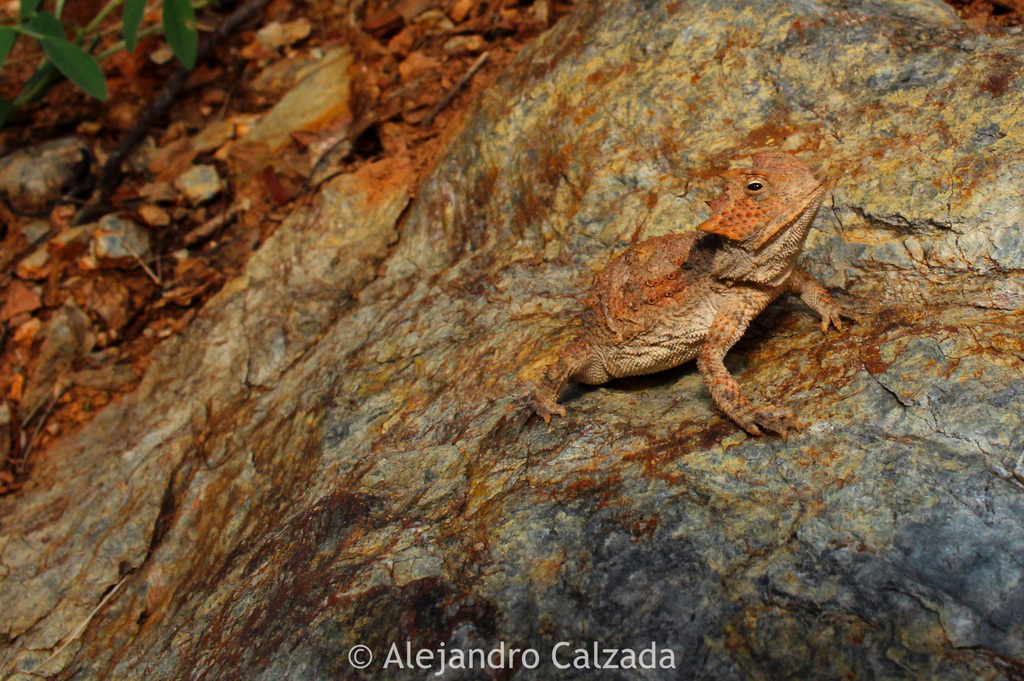Guerreran Horned Lizard