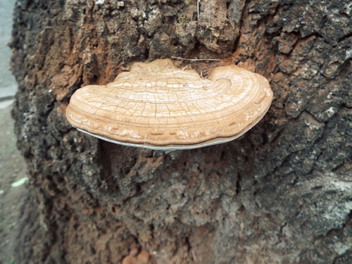 Ganoderma applanatum