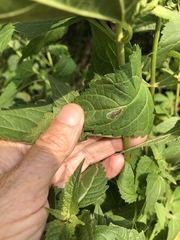 Calycomyza eupatoriphaga
