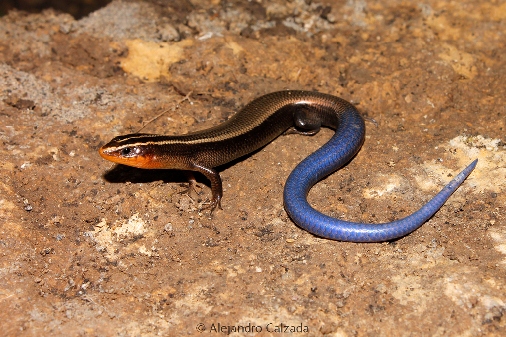 Oak Forest Skink (Plestiodon lynxe)