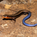 Oak Forest Skink - Photo (c) Alejandro Calzada, some rights reserved (CC BY-NC), uploaded by Alejandro Calzada