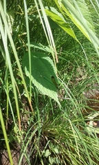 Calopteryx dimidiata