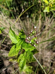 Mitreola