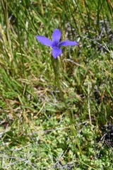 Gentianopsis simplex