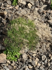 Sinapidendron angustifolium, photograph (c) Vítor Jorge, some rights reserved (CC BY)