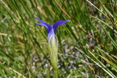 Gentianopsis simplex