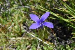 Gentianopsis simplex