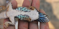 Horrible Spiny Lizard photo 5
