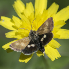 Heliothodes diminutiva