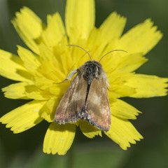 Heliothodes diminutiva