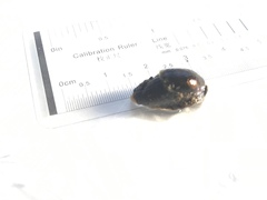 Schizoglossa