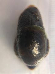 Schizoglossa