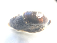 Schizoglossa