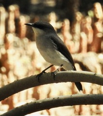 Eopsaltria pulverulenta