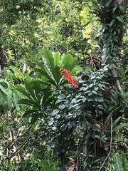 Aechmea bracteata