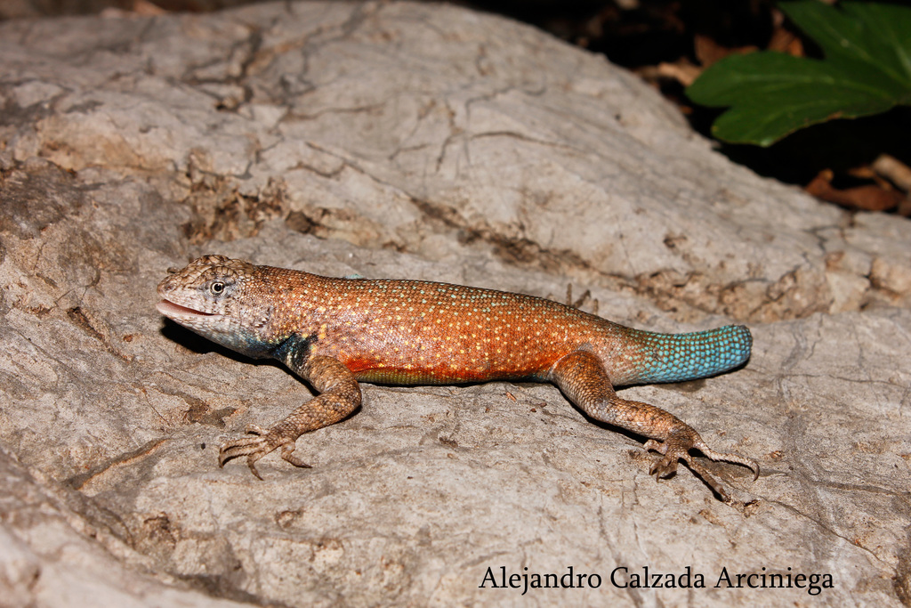 Gadow's Spiny Lizard