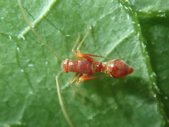 Paraxenetus guttulatus