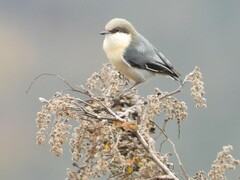 Pygmy Nuthatch photo 2
