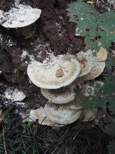 Trametes orientalis