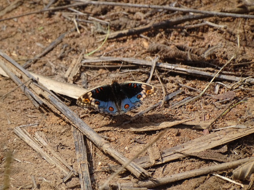 Blue Pansy
