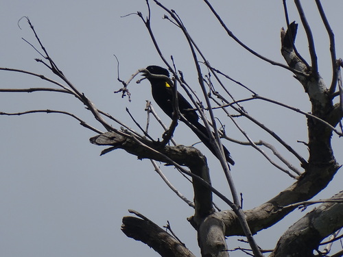 Yellow-mantled Widowbird